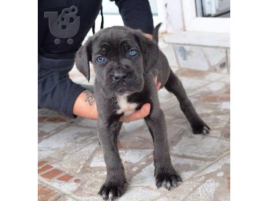PoulaTo: ΚΑΝΕ ΚΟΡΣΟ CHAMPION PEDIGREE CANE CORSO BLUE GREY